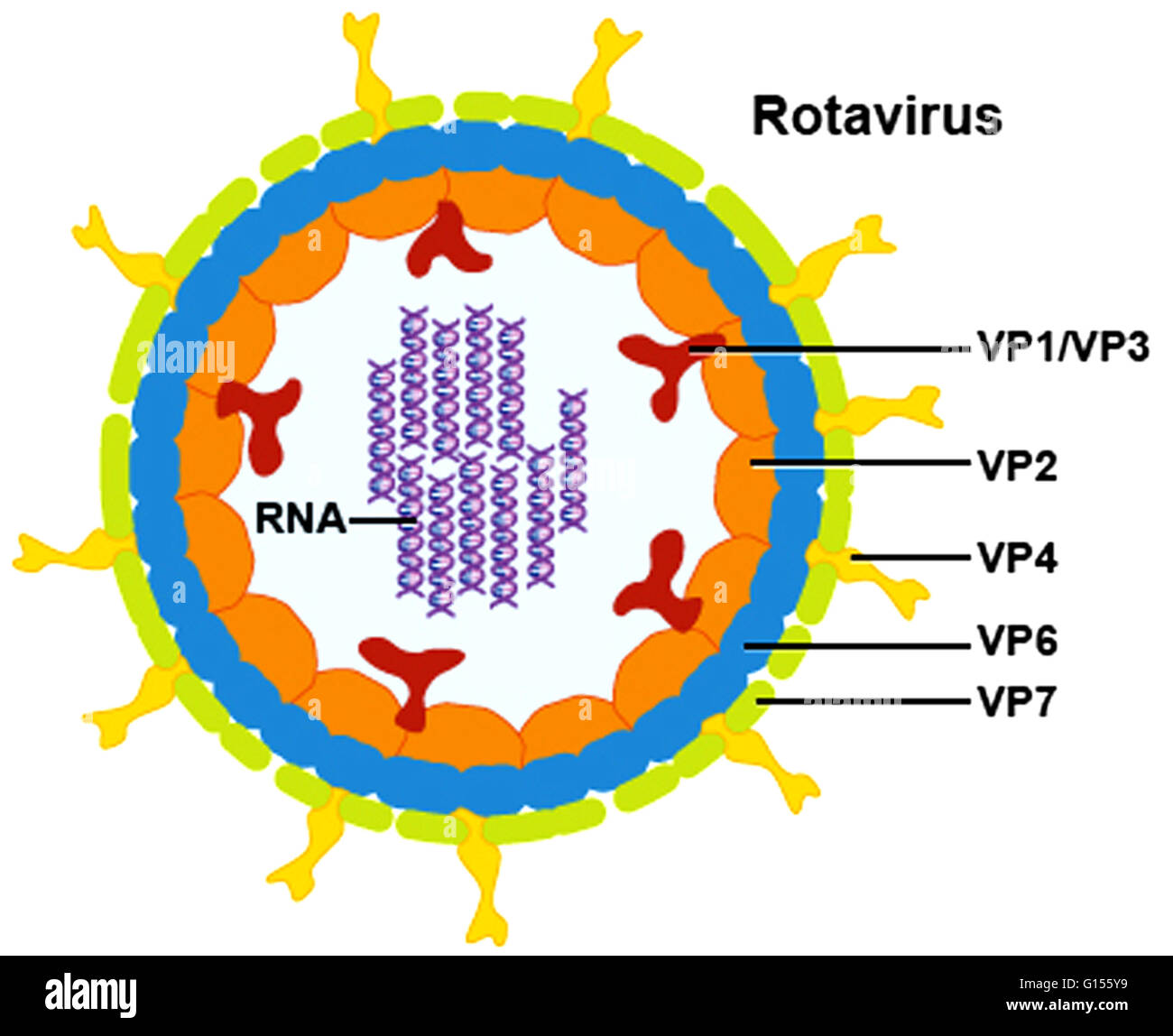Eine Rotavirus ist ein Rad-förmigen Virus, der seinen Namen von seiner komplexen Form bekommt. Sein Genom besteht aus 11 doppelsträngige RNA-Segmente, die sechs Strukturproteinen (VP1, VP2, VP3, VP4, VP6 & VP7) und sechs Elementoptionen Proteine (NSP1-6) erzeugen. Jeder virus Stockfoto