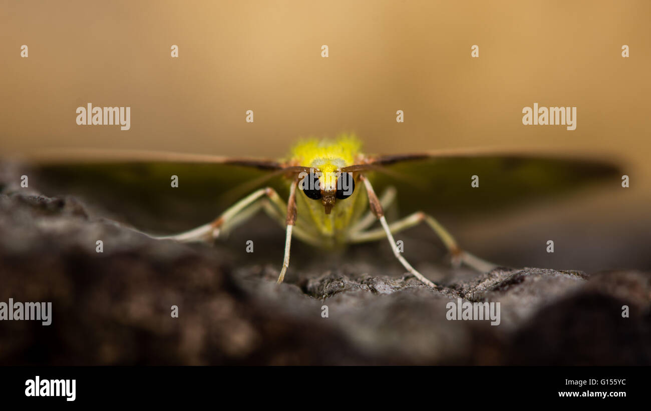 Schwefel-Motte (Opisthograptis Luteolata). Gelbe Insekt in der Familie Geometridae, gesehen Kopf auf Stockfoto