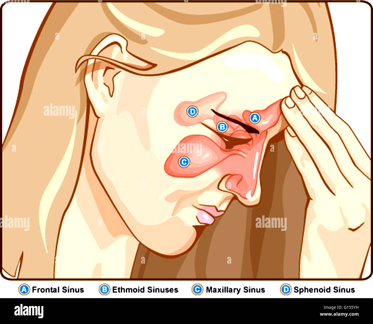 Beim Menschen gibt es vier Paare von Hohlräumen (luftgefüllte Räume) als Nasennebenhöhlen bezeichnet. Diese kleine Hohlräume, die innerhalb des Schädels oder der Knochen des Kopfes rund um die Nase liegen, sind für die Knochen, die sie, wie folgt enthalten benannt: her Stockfoto