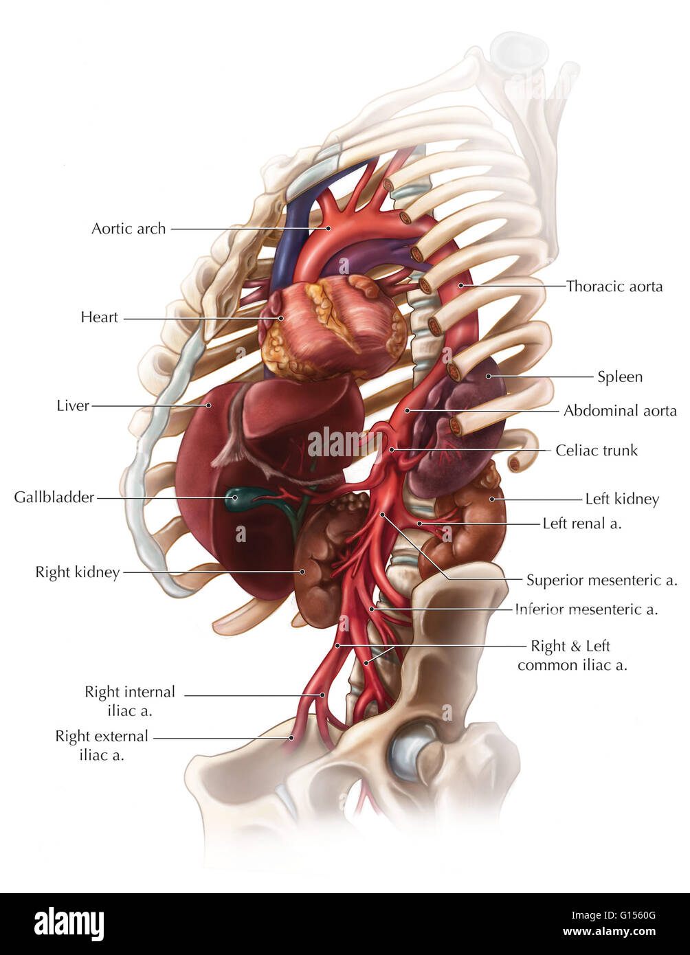 Eine illustrierte Ansicht der Bauchschlagader und der verschiedenen Zweige, die Blut an wichtigen Organe in der Bauchhöhle zu liefern. Celic Stamm verzweigt sich in den gemeinsamen hepatischen, linken Magen und Milz Arterien, während die superior und inferior mesenterialen Arterien Stockfoto