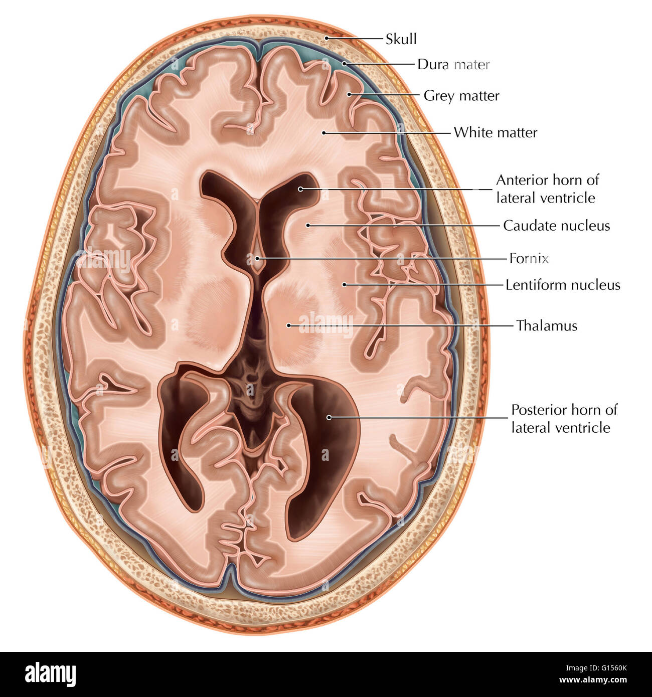 Eine illustrierte quer Ansicht des Gehirns. Dargestellt sind die seitlichen Ventrikel, Hohlräume, die mit Liquor gefüllt sind, die nähren und unterstützen das Gehirn und das Rückenmark. Das Telencephalon gliedert sich in zerebralen Hemisphären Witz Stockfoto
