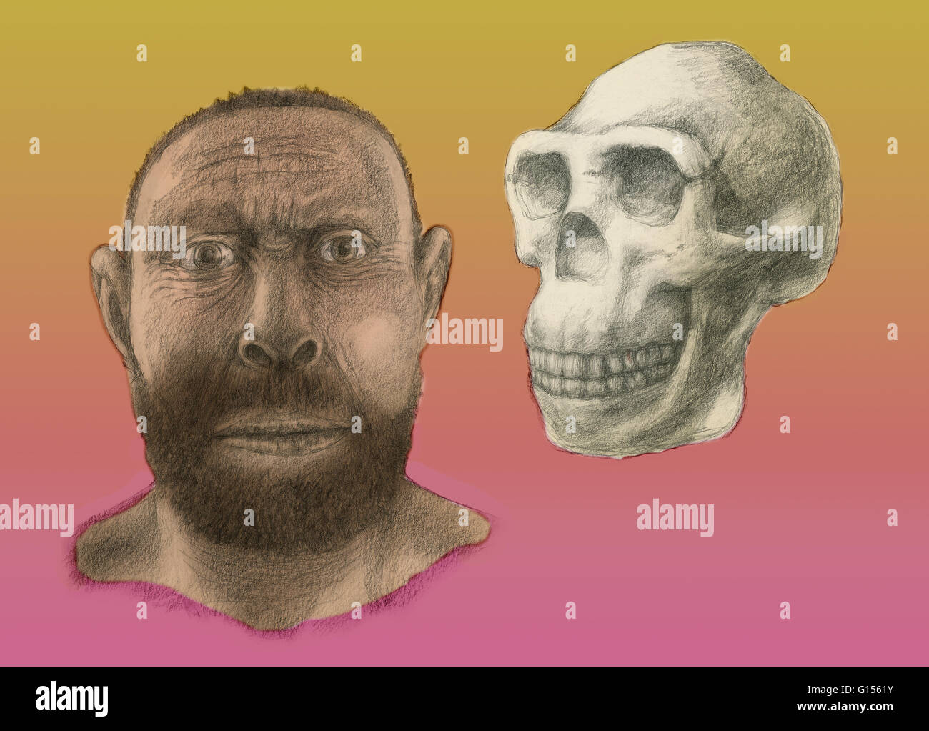 Homo Erectus-Schädels und Gesichts-Rekonstruktion. Homo Erectus lebte zwischen 1,6 und 0,3 Millionen Jahren war die am weitesten verbreitete der Hominiden (mit Ausnahme des modernen Menschen) Stockfoto