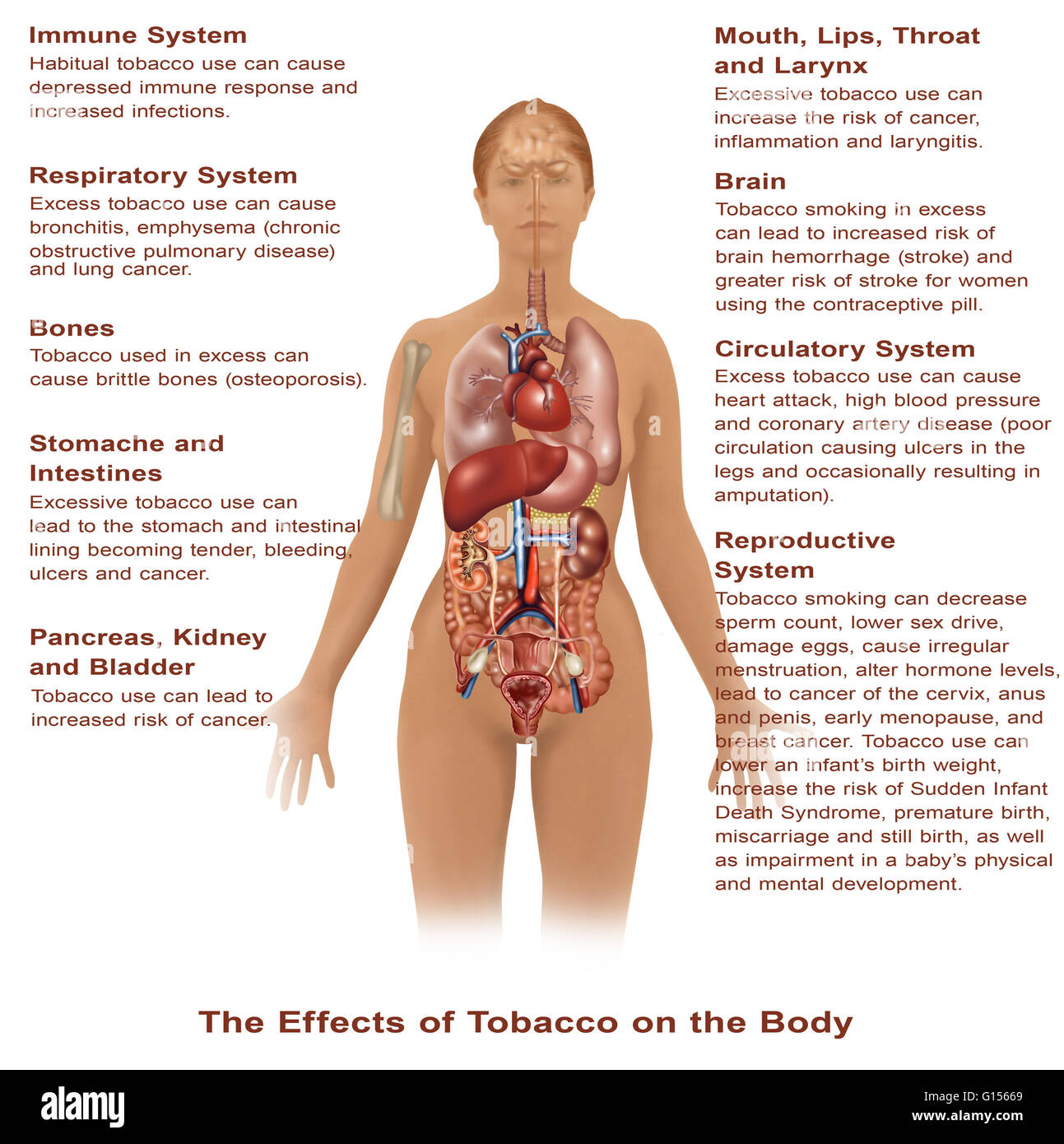Abbildung zeigt die Auswirkungen des Tabaks Frau verwenden, auf den Körper. Stockfoto