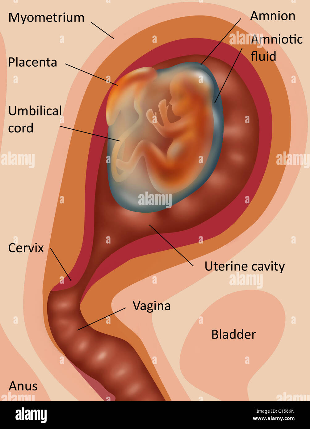 Abbildung des Fötus in der Gebärmutter (zweite Trimester). Stockfoto