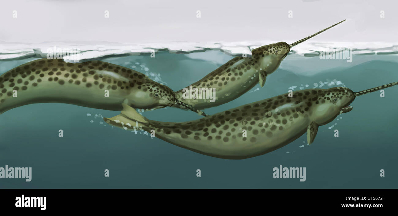 Beispiel für eine Gruppe von Narwale (Monodon Monoceros), mittlere Wale, die in der Arktis leben. Die Männchen der Spezies zeichnet sich durch einen einzigen langen, geraden, spiralförmige Stoßzahn. Stockfoto