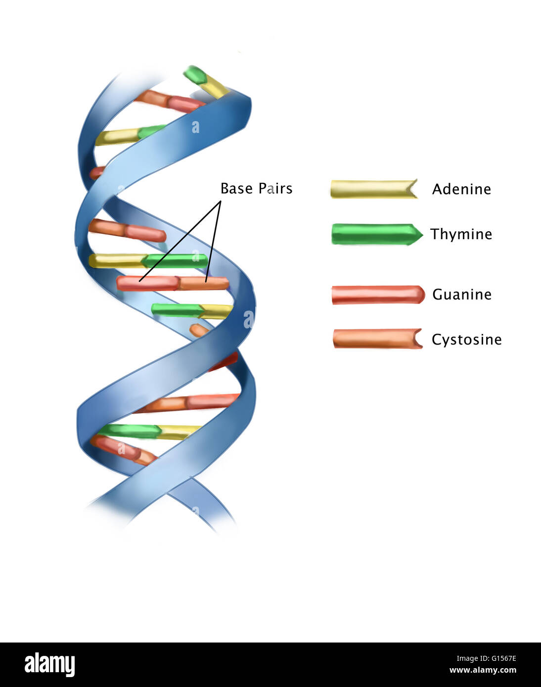 Abbildung eines Teils aus einem Strang der DNA (Desoxyribonukleinsäure), beschriftet mit Basenpaare. Das DNA-Molekül hat eine Doppelhelix-Anordnung, besteht aus zwei Strängen der rechtshändigen Spirale des Zucker-Phosphat. Diese Stränge werden zusammengehalten durch kompl. Stockfoto