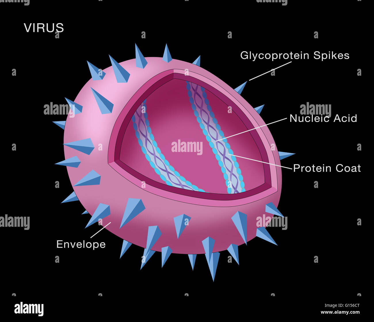 Das Diagramm zeigt die Struktur eines typischen Virus. Viruspartikel oder Virionen, bestehen in der Regel zwei oder drei Teile: das genetische Material aus entweder DNA oder RNA; ein Protein-Mantel, der diese Gene schützt; und in einigen Fällen, ein Lipid Umschlag, Su Stockfoto