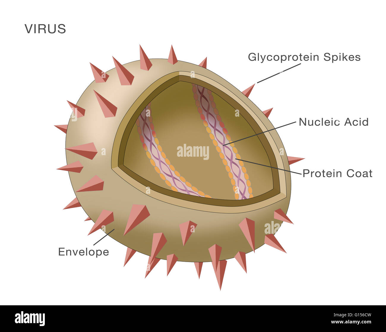 Das Diagramm zeigt die Struktur eines typischen Virus. Viruspartikel oder Virionen, bestehen in der Regel zwei oder drei Teile: das genetische Material aus entweder DNA oder RNA; ein Protein-Mantel, der diese Gene schützt; und in einigen Fällen, ein Lipid Umschlag, Su Stockfoto