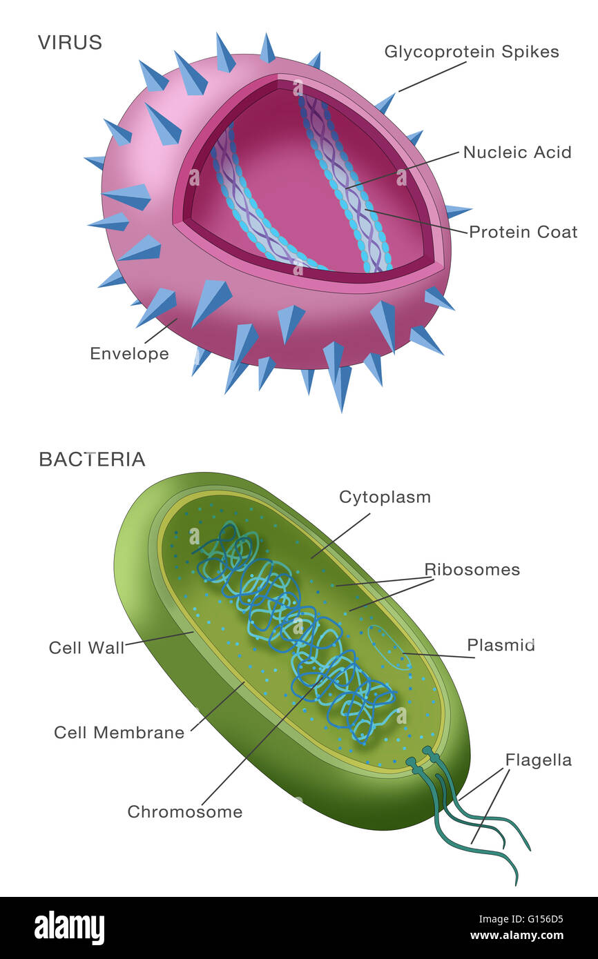 Das Diagramm zeigt typische Beispiele für einen Virus Partikel (siehe oben) und ein Bakterium (siehe unten). Viruspartikel oder Virionen, bestehen in der Regel zwei oder drei Teile: das genetische Material aus entweder DNA oder RNA; ein Protein-Mantel, der diese Gene schützt; und in Stockfoto
