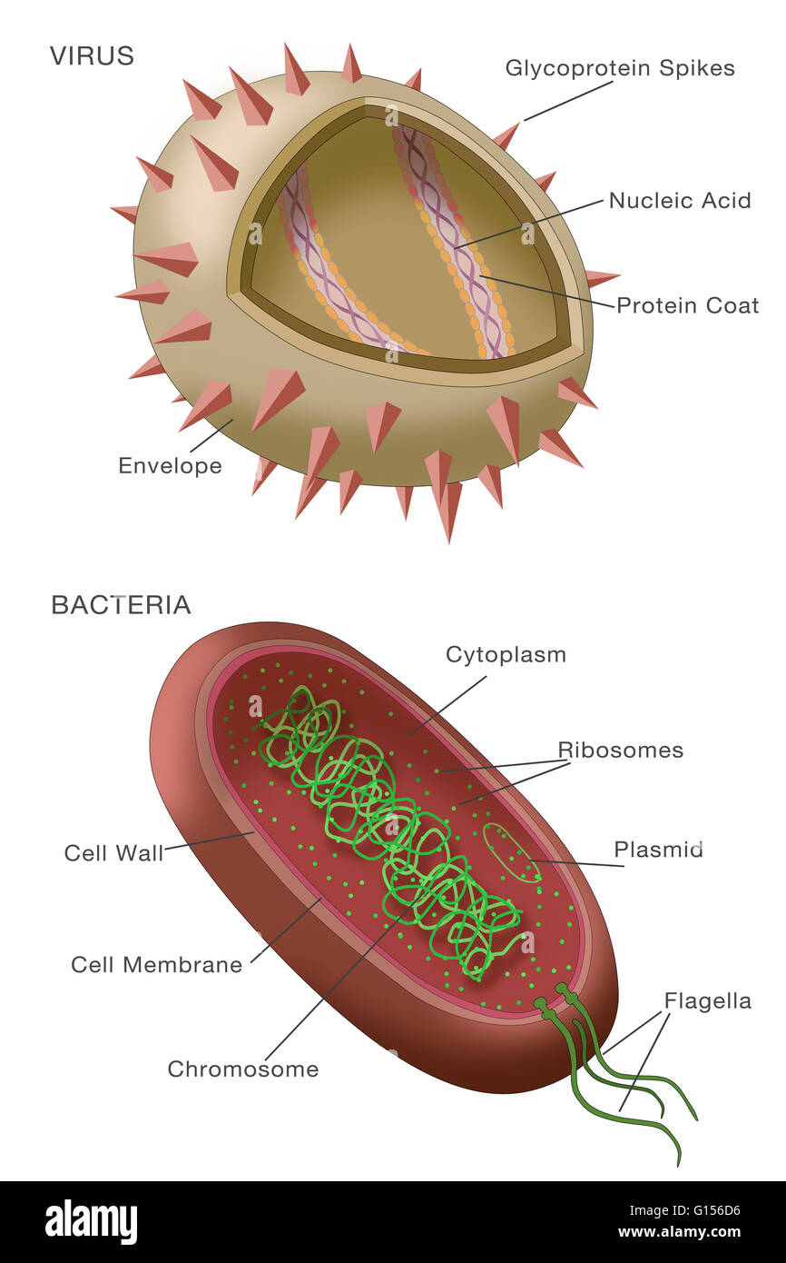 Das Diagramm zeigt typische Beispiele für einen Virus Partikel (siehe oben) und ein Bakterium (siehe unten). Viruspartikel oder Virionen, bestehen in der Regel zwei oder drei Teile: das genetische Material aus entweder DNA oder RNA; ein Protein-Mantel, der diese Gene schützt; und in Stockfoto
