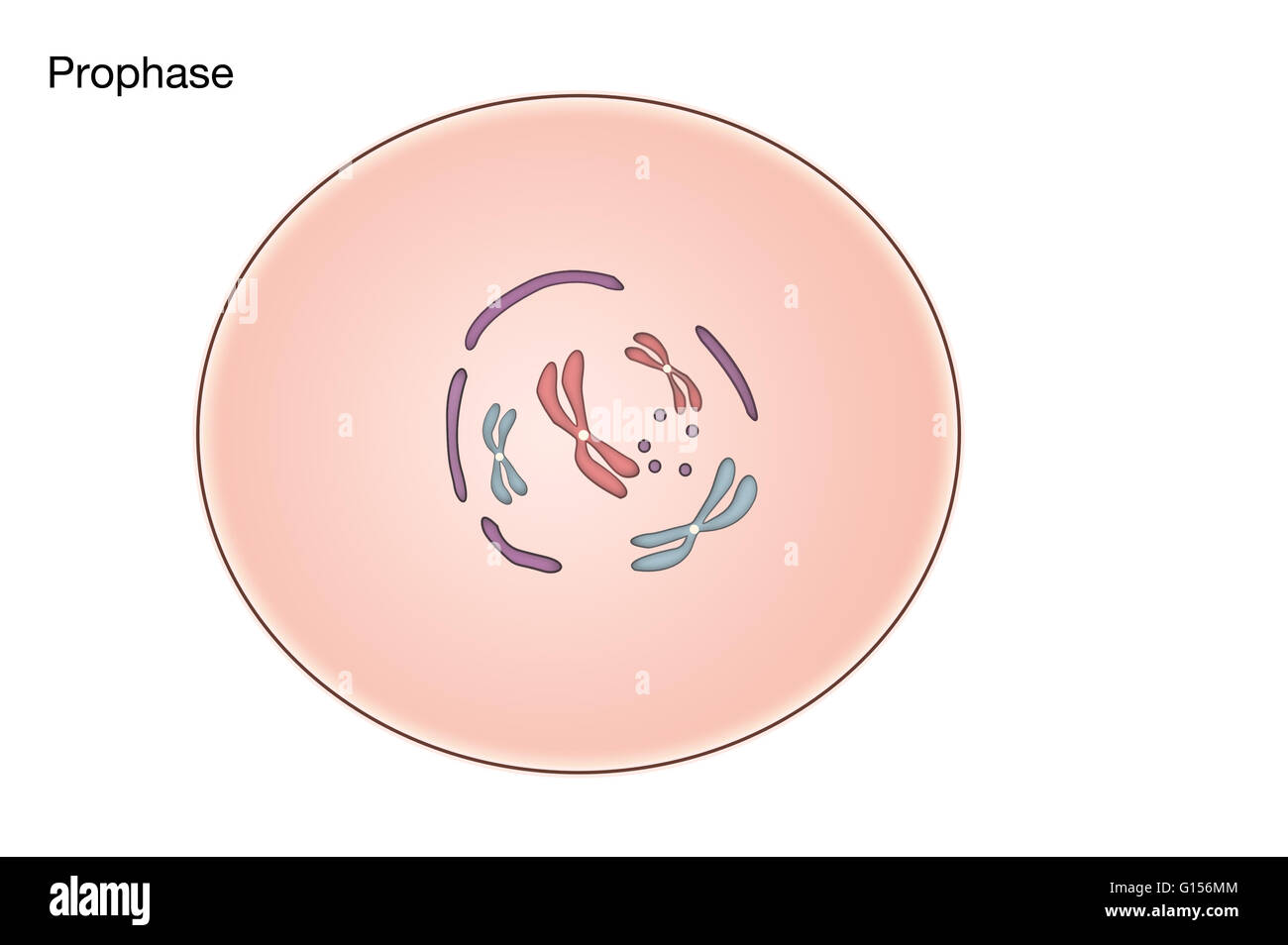 Diagramm der Prophase der Mitose in einer tierischen Zelle. Stockfoto