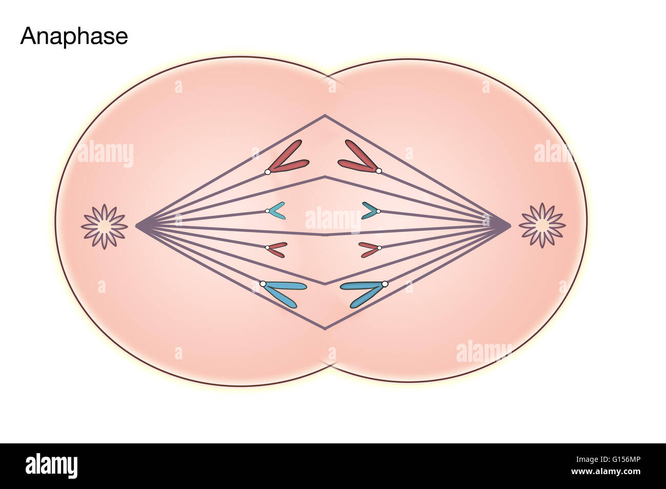 Diagramm der Anaphase der Mitose in einer tierischen Zelle. Stockfoto
