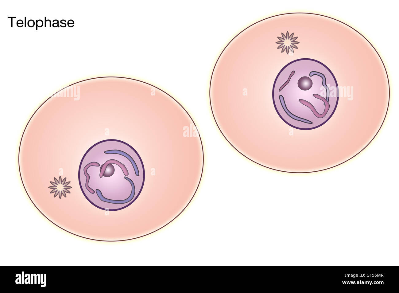 Diagramm der Telophase der Mitose in einer tierischen Zelle. Stockfoto