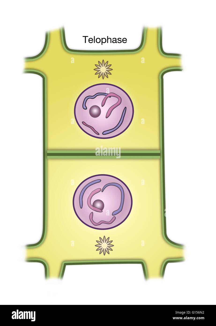 Diagramm der Telophase der Mitose in einer Pflanzenzelle. Stockfoto