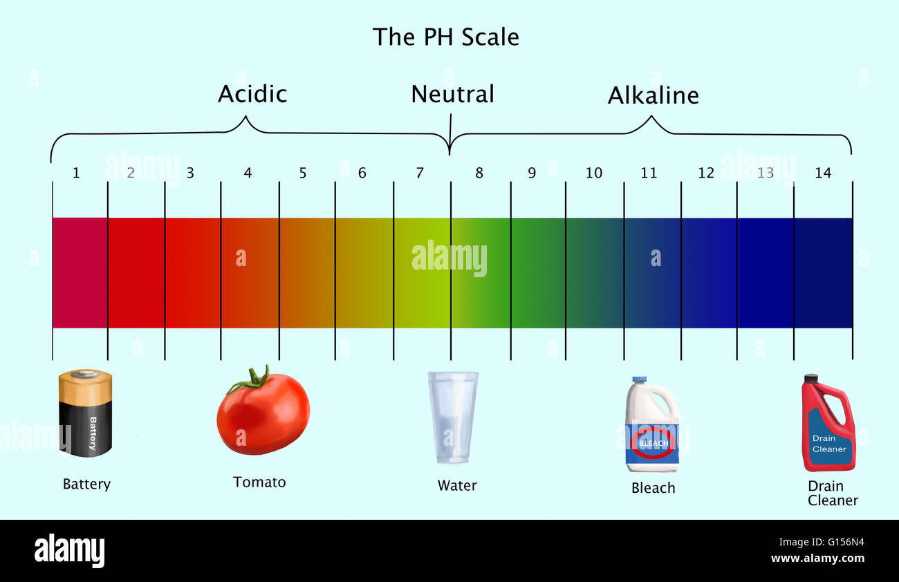 Schematische Darstellung der pH-Skala mit Beispielen von sauren, neutralen und alkalischen Substanzen. Stockfoto