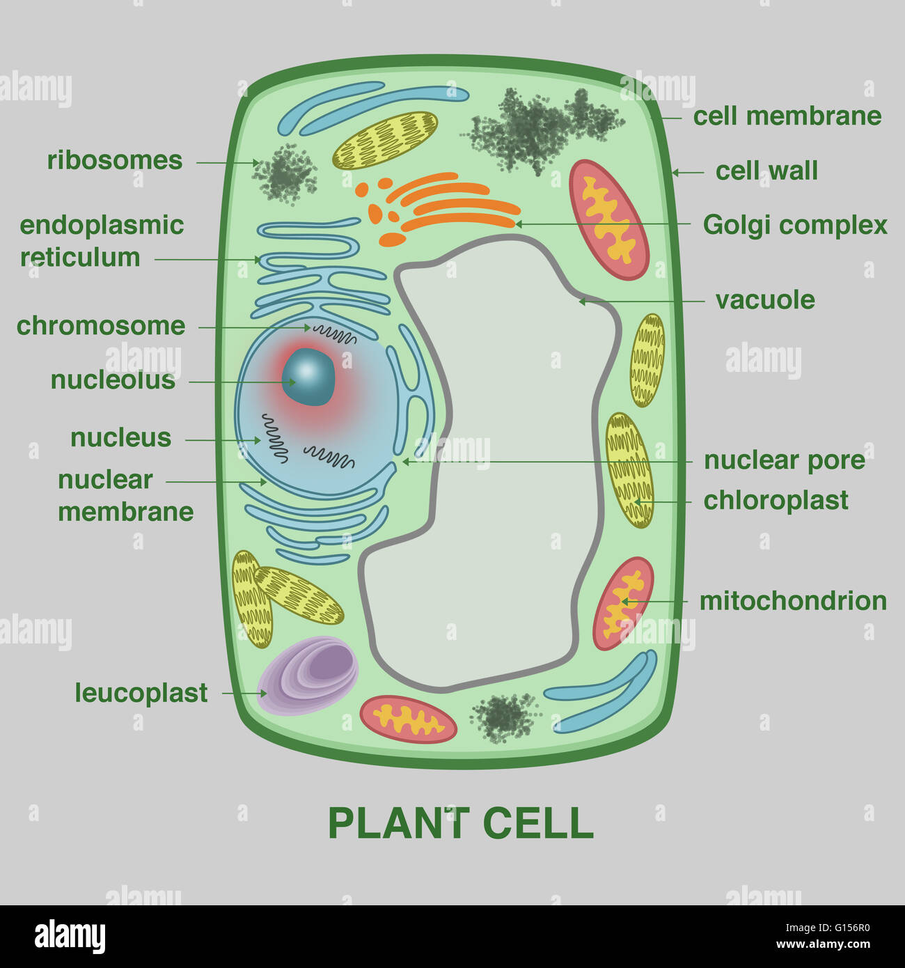 Eine Abbildung von einer Pflanzenzelle. Stockfoto
