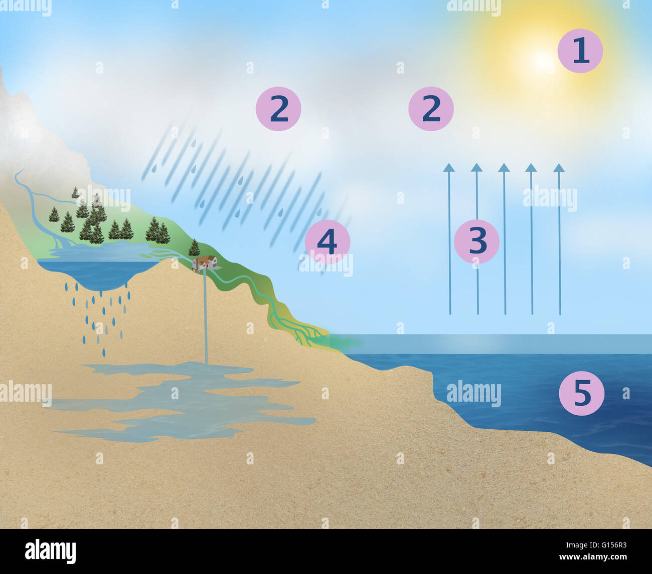 Abbildung Der Erde Wasserkreislauf In 5 Schritten 1 Kondensierenden Wasserdampf 2 Wolkenbildung 3 Verdunstung 4 Niederschlag 5 Wasser Quelle Diagramm Mit Etiketten Finden Sie Unter Ja0529 Stockfotografie Alamy