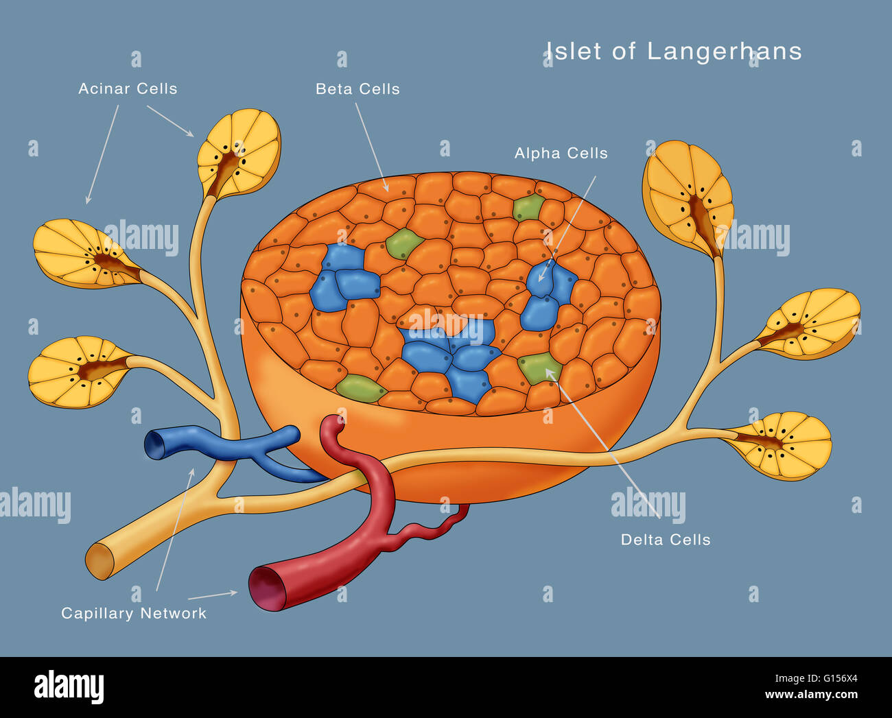 Langerhan Zellen