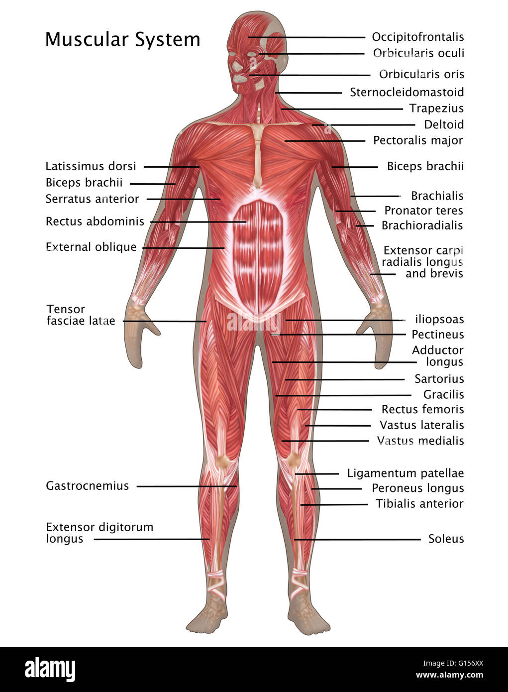 Illustration der Muskulatur in der männlichen Anatomie. Von oben nach unten beschriftet sind: Mandeln, Thymus, Lymphgefäße, Milz und Lymphknoten. Stockfoto