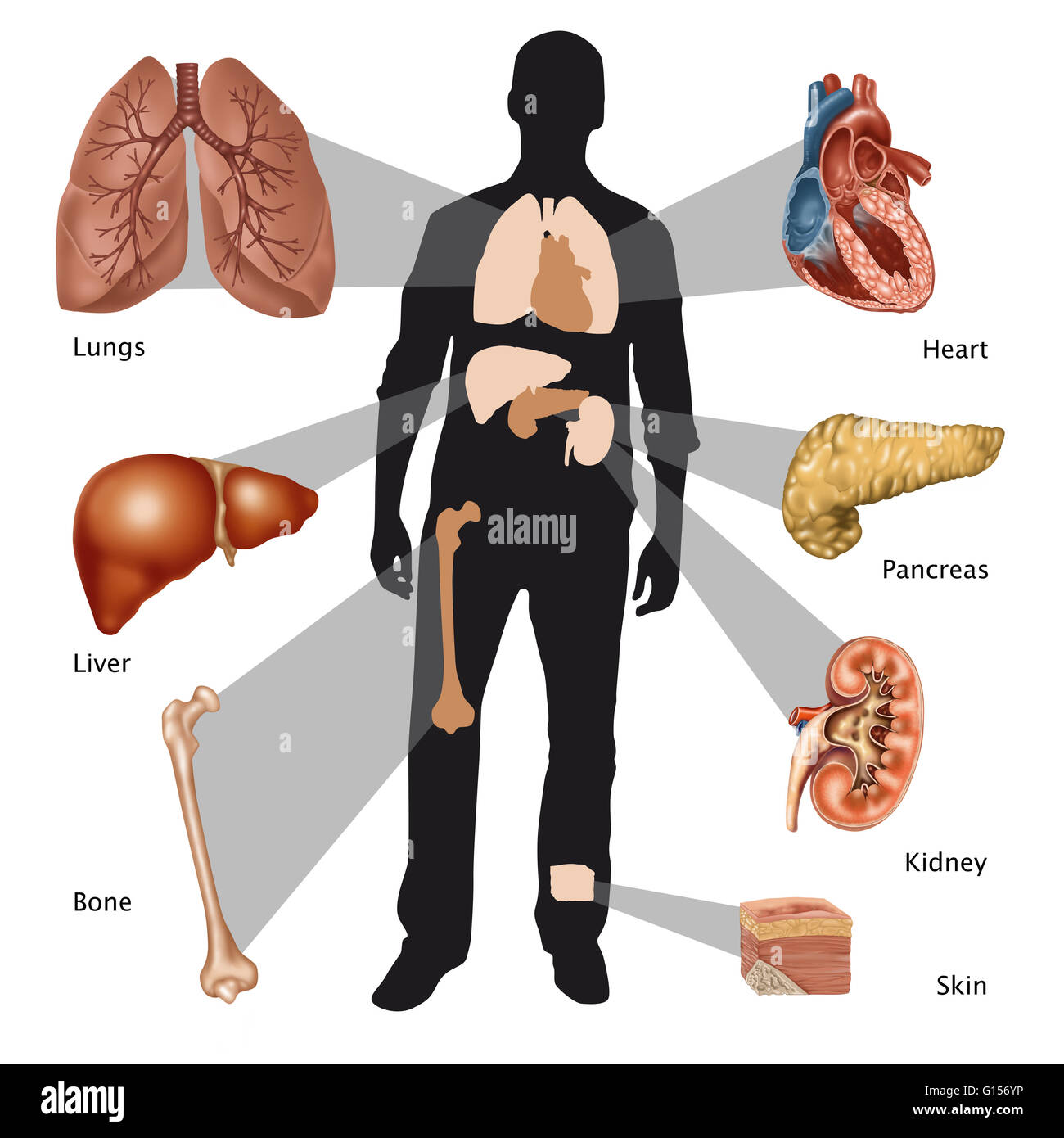 Gliederung des menschlichen Organismus fehlende Organe zu