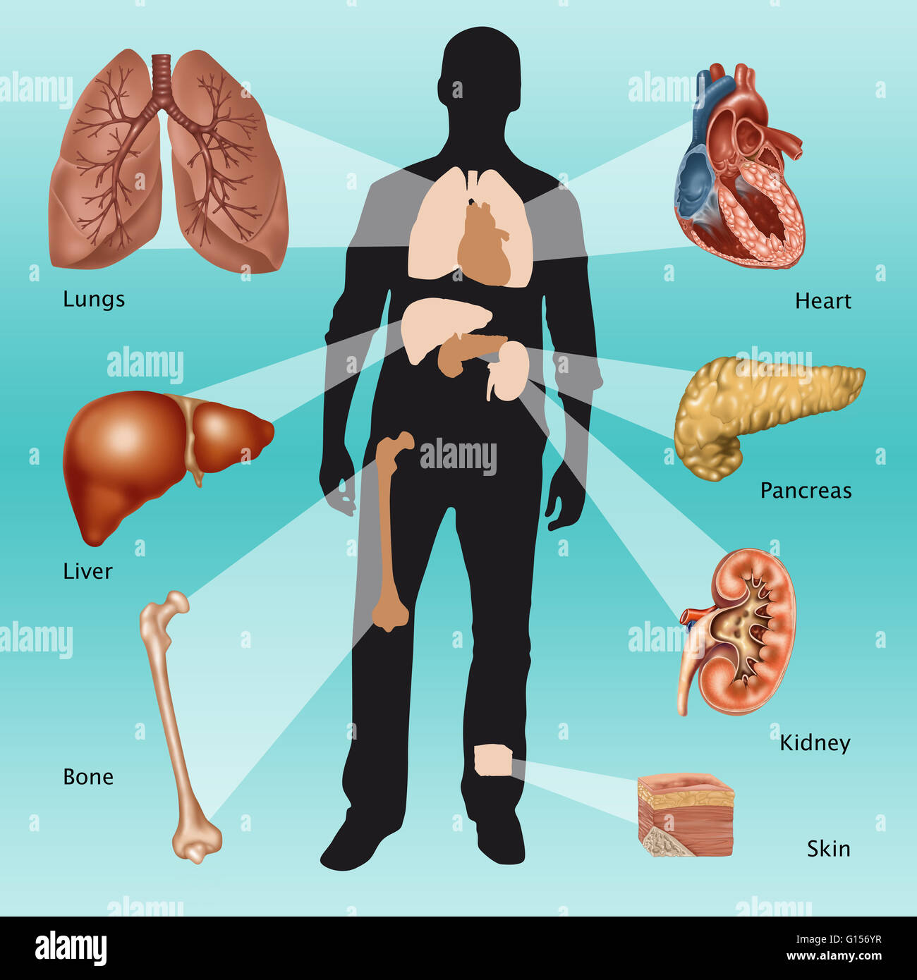 Gliederung des menschlichen Organismus fehlende Organe zu identifizieren. Konzeptionelle Darstellung der transplantierbaren Organe. Stockfoto