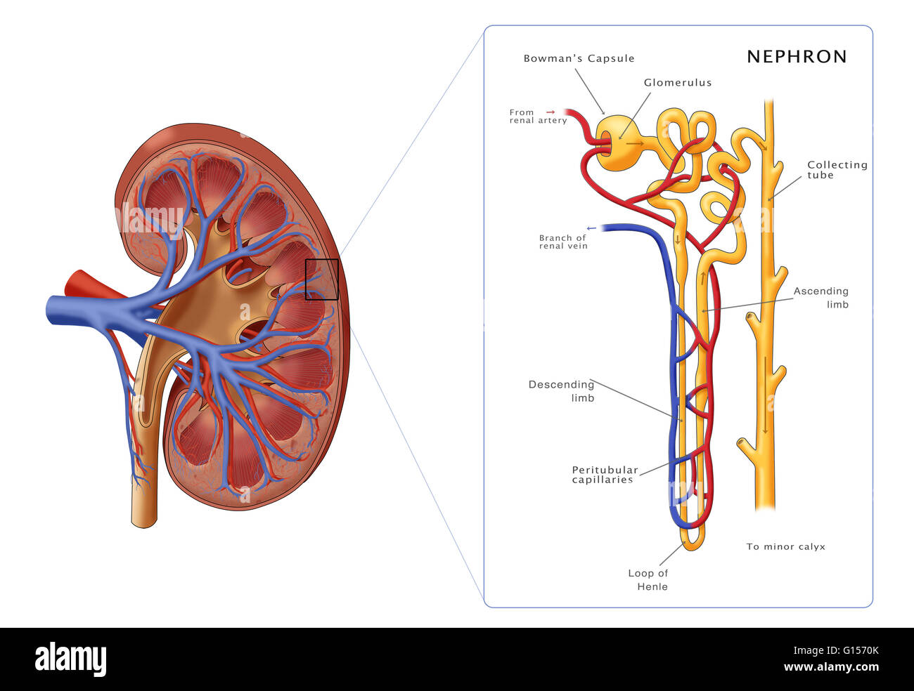 Abbildung der Struktur der ein Nephron (die grundlegende strukturelle und funktionelle Einheit der Niere) an der Seite einen Querschnitt einer Niere. In der Nephron dargestellt sind Glomerulus, Bowman die Kapsel, proximalen gewundenen Röhrchen Peritubular Kapillaren, Stockfoto