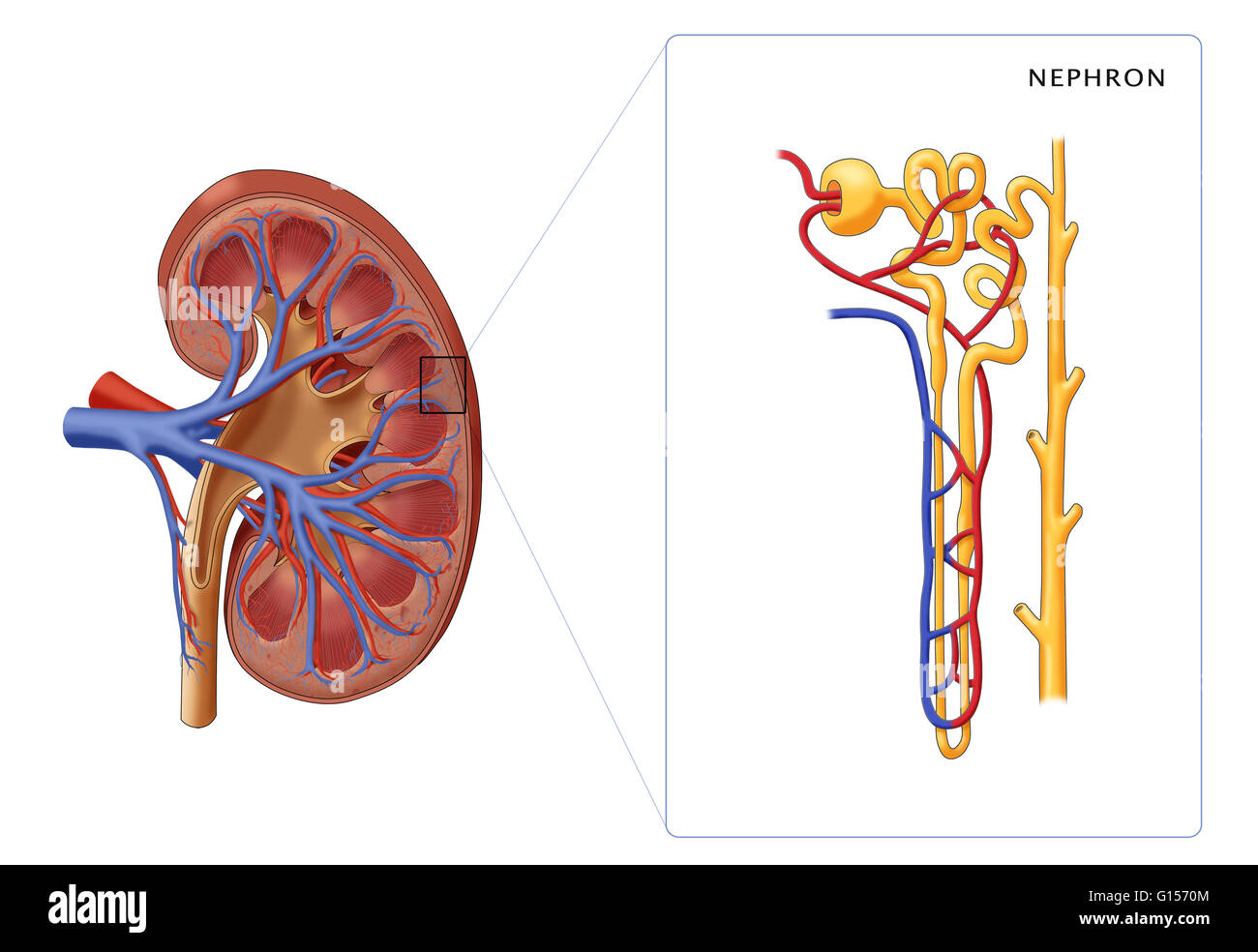 Abbildung der Struktur der ein Nephron (die grundlegende strukturelle und funktionelle Einheit der Niere) an der Seite einen Querschnitt einer Niere. In der Nephron dargestellt sind Glomerulus, Bowman die Kapsel, proximalen gewundenen Röhrchen Peritubular Kapillaren, Stockfoto