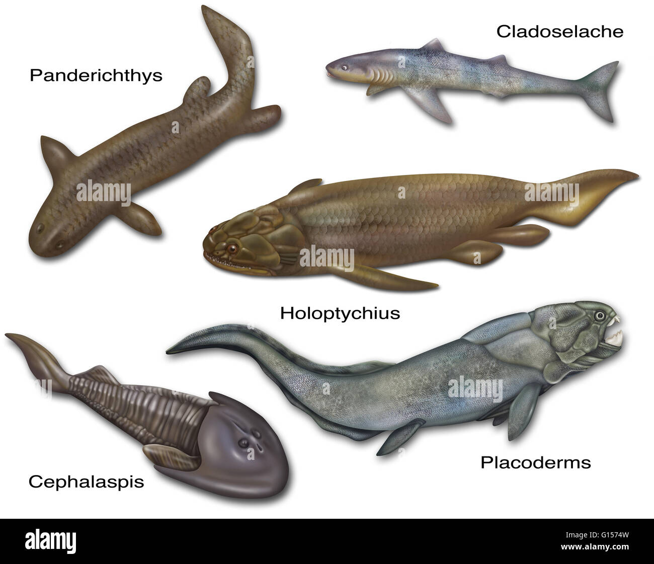 Darstellung der prähistorischen Fische. Cladoselache, Panderichthys, Holoptychius, Pacoderms und Cephalaspis. Stockfoto