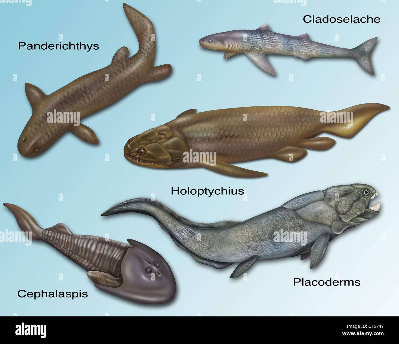 Darstellung der prähistorischen Fische. Cladoselache, Panderichthys, Holoptychius, Pacoderms und Cephalaspis. Stockfoto
