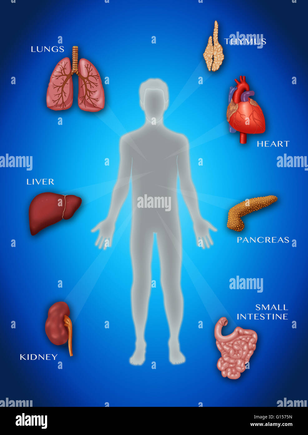 Organtransplantation, Konzept-Abbildung. Stockfoto