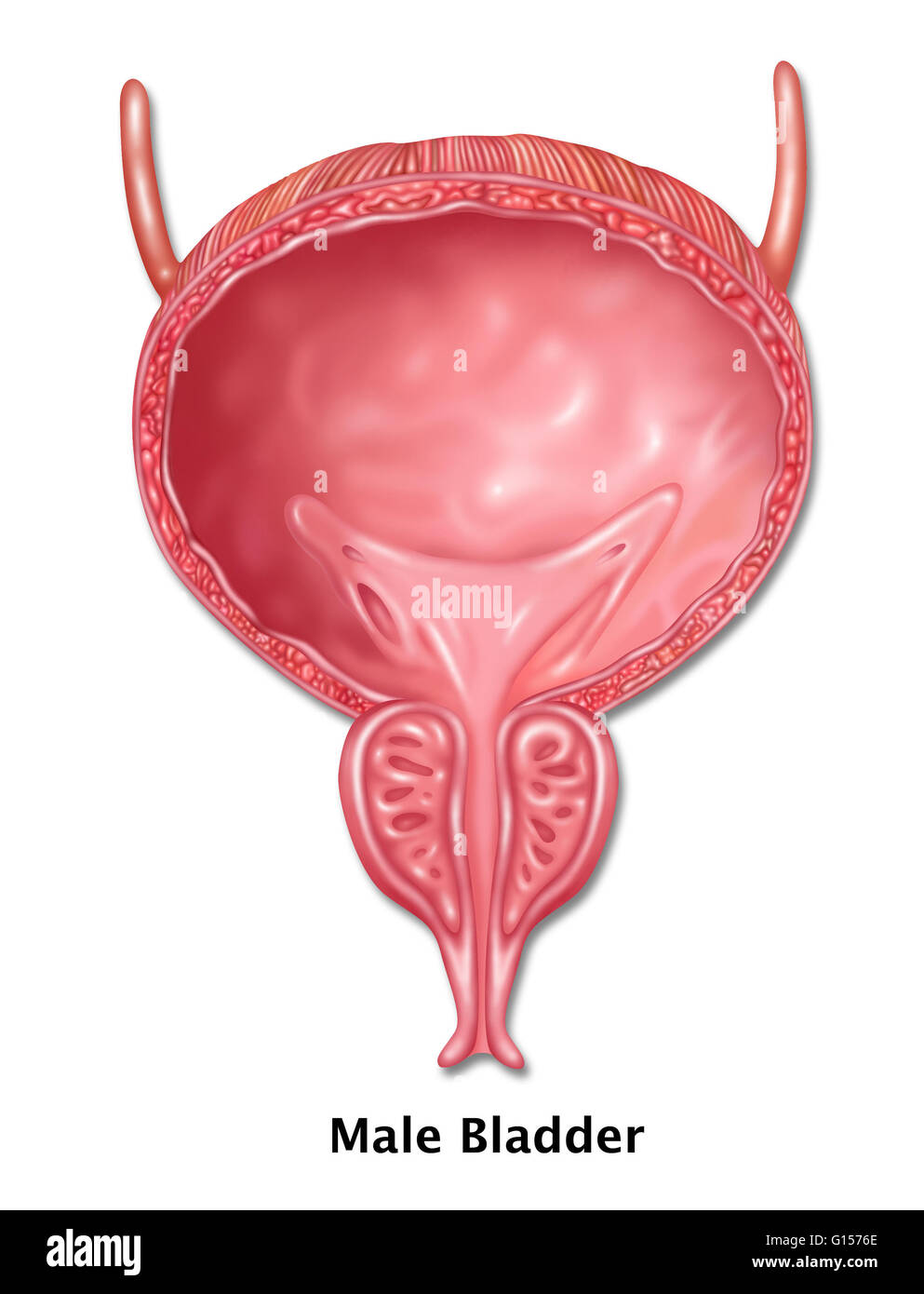 Darstellung der männlichen Harnblase. Stockfoto