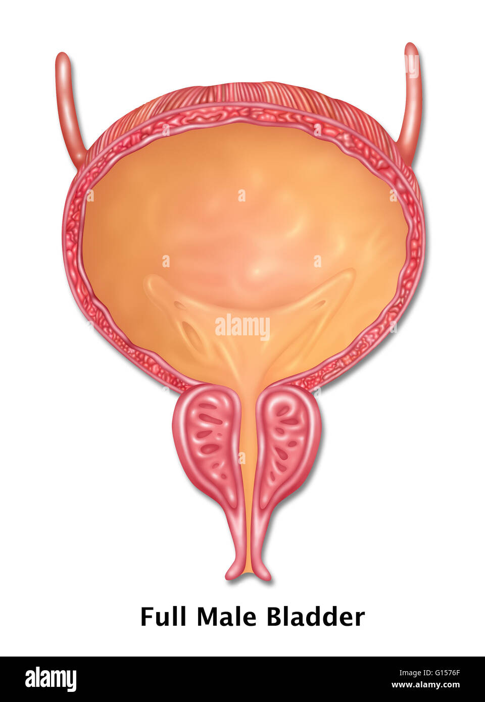 Darstellung der männlichen Harnblase. Stockfoto