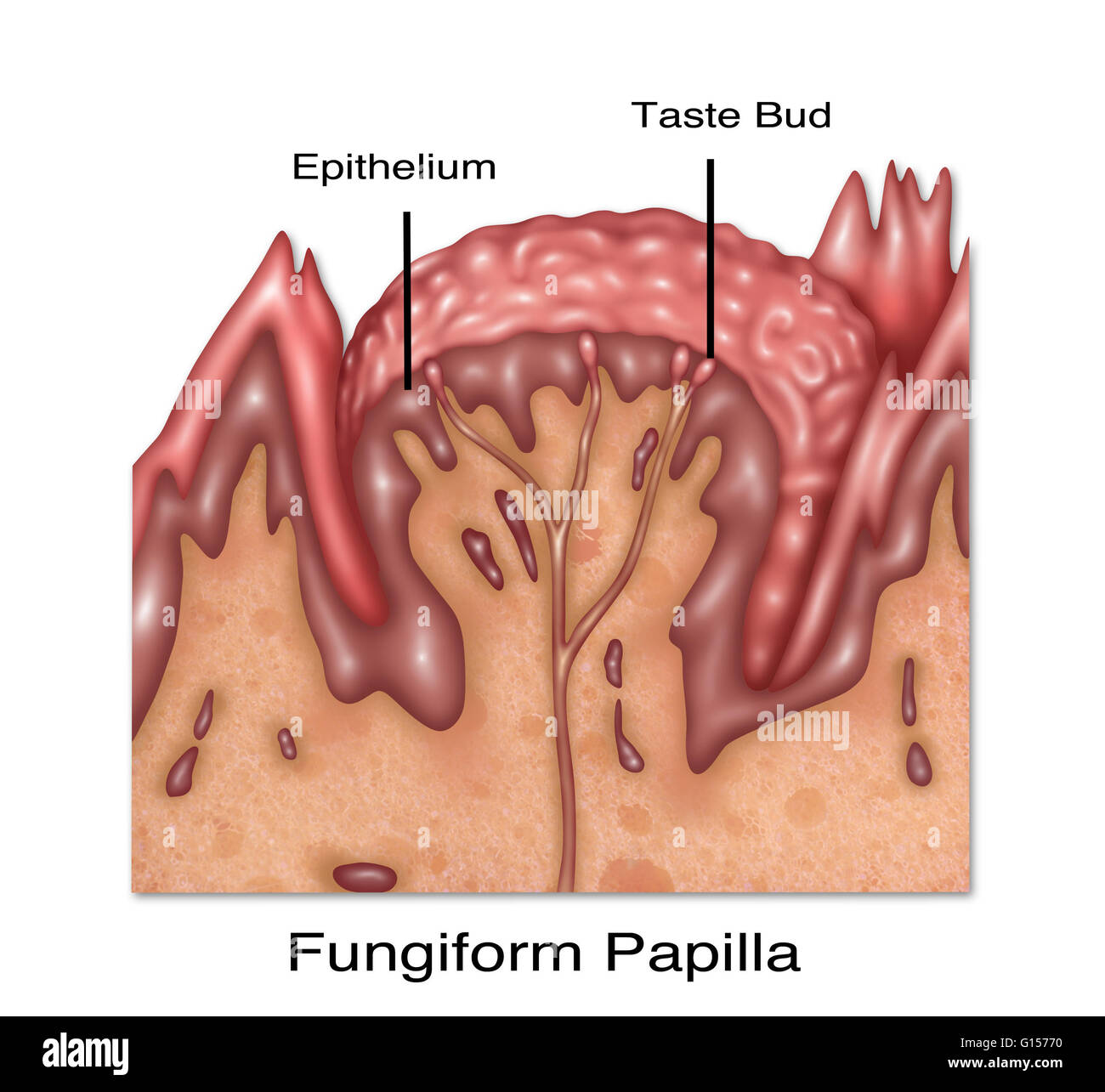 Illustration von fungiform Papille, eines der vier lingualen Papillen auf der Zunge. Pilz geformte Projektionen auf der Oberseite der Zunge, die fadenförmigen Papillen verstreut zu finden sind. Die Geschmacksnerven auf ihrer Oberseite können distingui Stockfoto