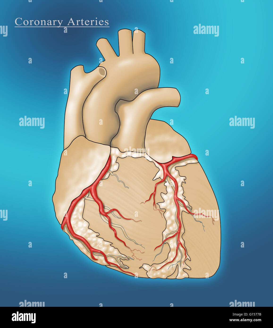 Abbildung des Herzens zeigen die Koronararterien (rot), die den Herzmuskel mit Blut versorgen. Stockfoto