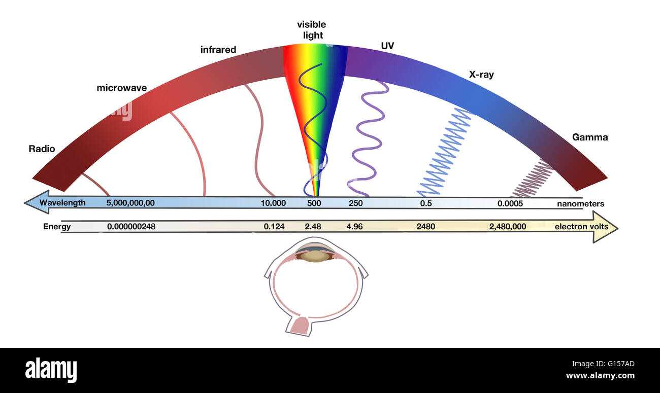 Diagramm zur Veranschaulichung des elektromagnetischen Spektrums. Die wechselnden Wellenlänge der elektromagnetischen (EM) Strahlung durch das Spektrum zeigt die Spur entlang unten. Die entsprechenden Frequenzen in Metern werden auf oben angezeigt. Am Ende niedriger Wellenlänge (r Stockfoto