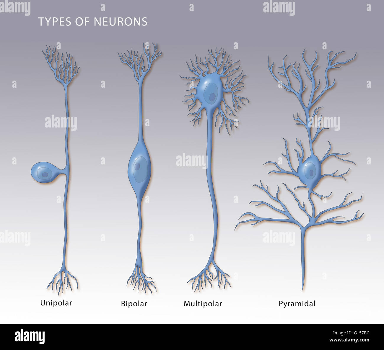 Darstellung der 4 Arten von Neuronen. Von links nach rechts: unipolar, bipolar, multipolaren und Pyramidenform. Stockfoto