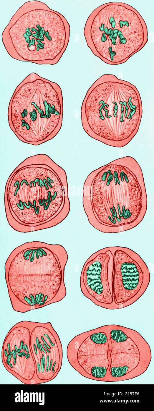 Cell division diagram -Fotos und -Bildmaterial in hoher Auflösung – Alamy