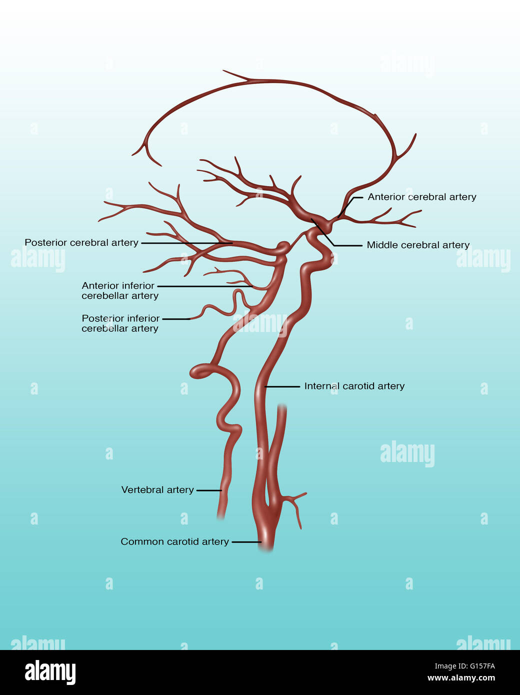 Darstellung, die Arterien im Kopf. Auf der rechten Seite vermerkt sind anterior zerebrale Arterie, mittlere zerebrale Arterie carotis und gemeinsame Halsschlagader. Auf der linken Seite beschriftet ist, hintere zerebrale Arterie, anterior inferior zerebelläre Arterie, posterio Stockfoto