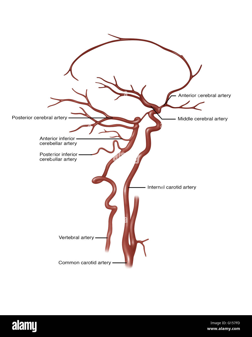Darstellung, die Arterien im Kopf. Auf der rechten Seite vermerkt sind anterior zerebrale Arterie, mittlere zerebrale Arterie carotis und gemeinsame Halsschlagader. Auf der linken Seite beschriftet ist, hintere zerebrale Arterie, anterior inferior zerebelläre Arterie, posterio Stockfoto