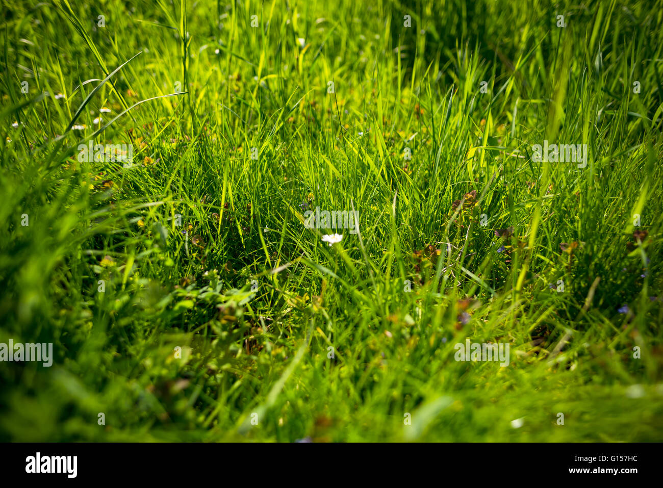 Frisches Grass an sonnigen Tag Stockfoto