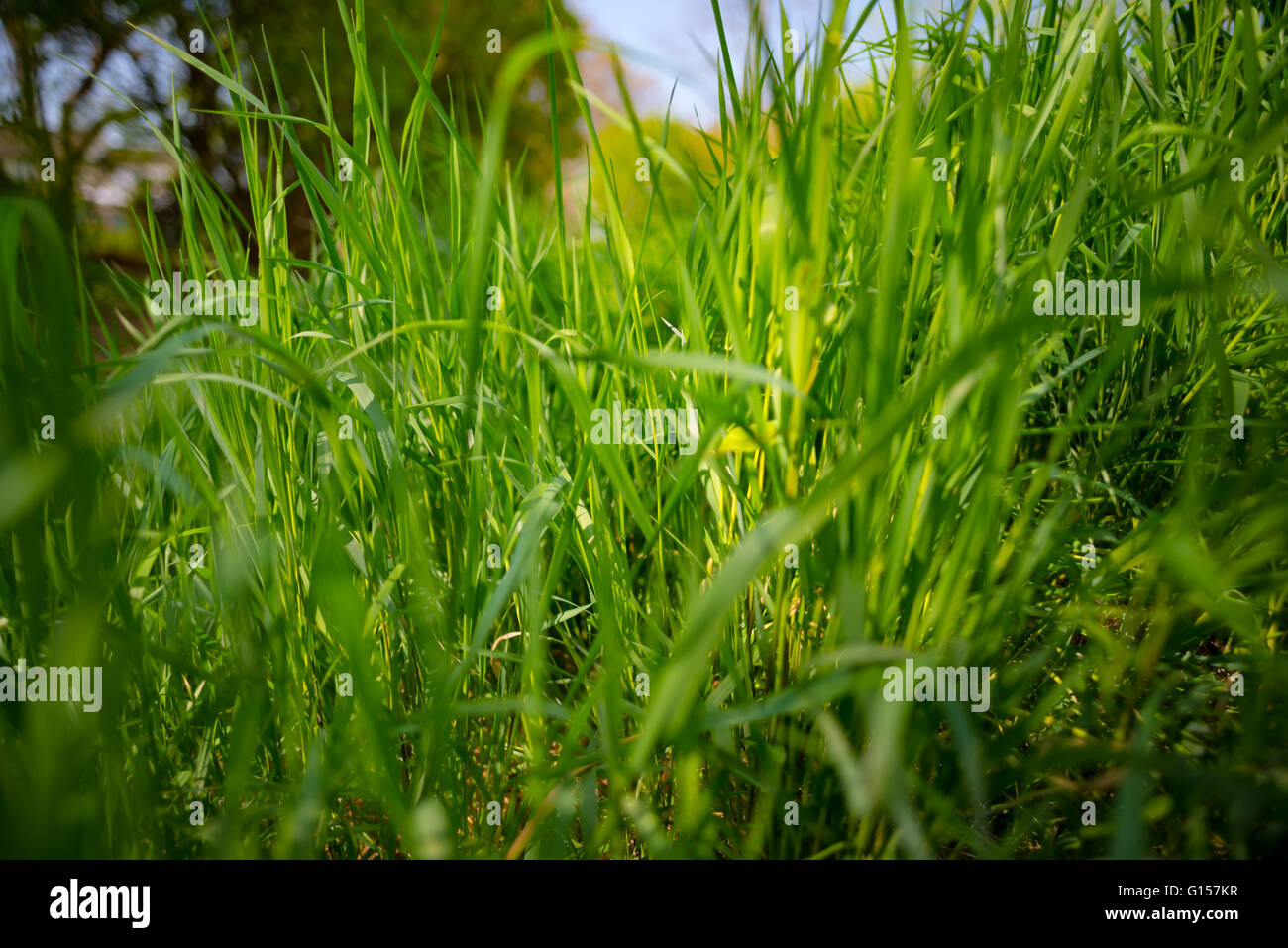 Frisches Grass an sonnigen Tag Stockfoto