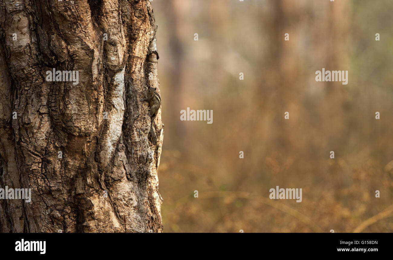 Eichhörnchen Sie im Baum suchen neugierig. Stockfoto