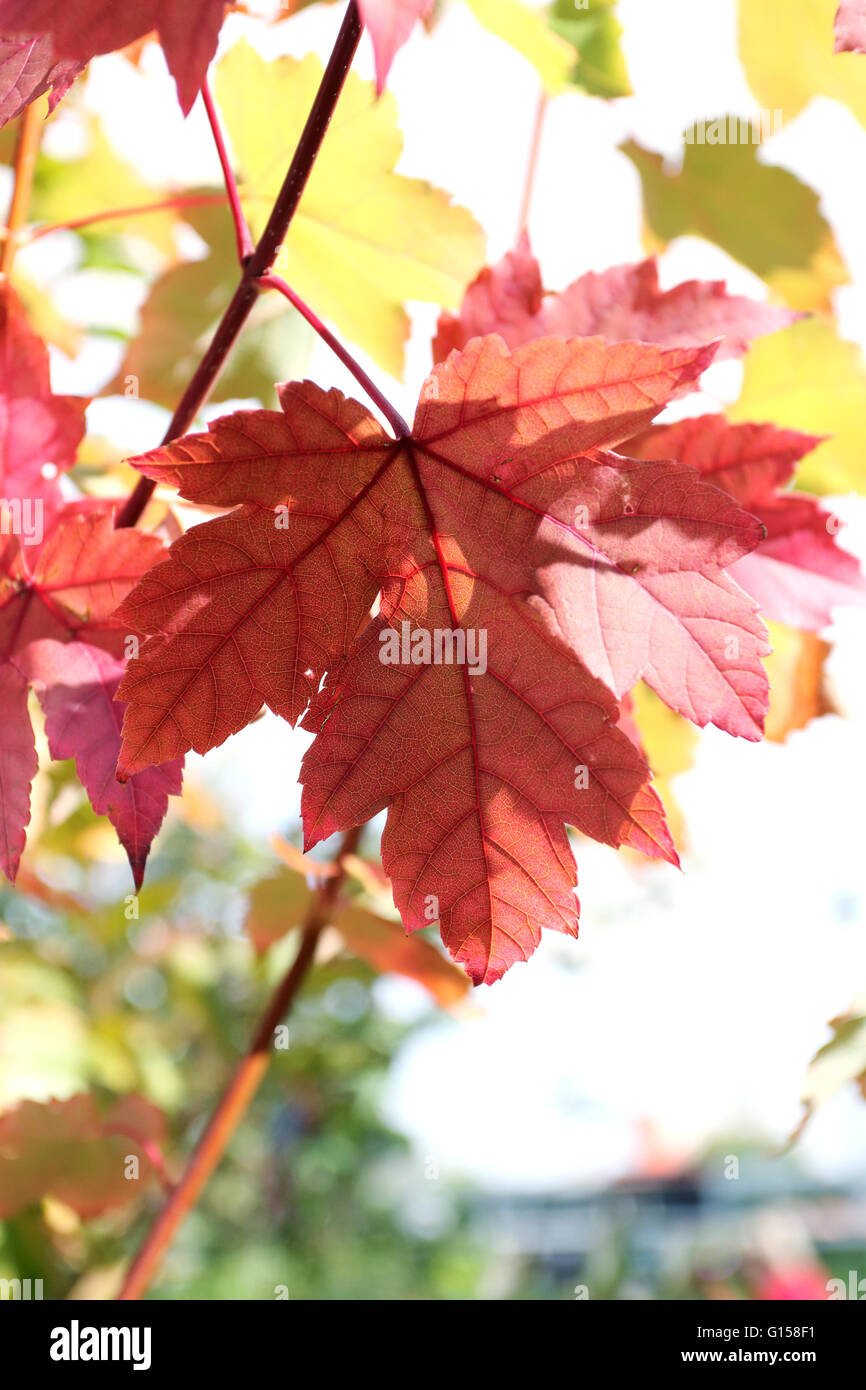 Nahaufnahme von Acer Rubrum oder Oktober Glory oder auch bekannt als rote Ahornblätter im Herbst in Melbourne Victoria Australien Stockfoto
