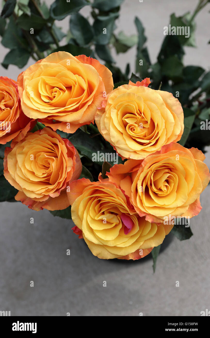 Nahaufnahme von orange farbige Rosen in voller Blüte Stockfoto