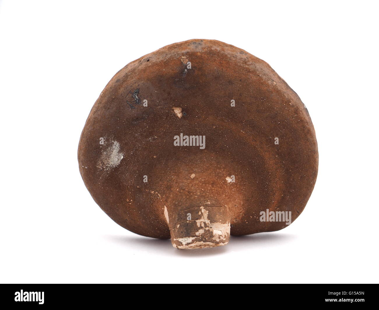 Polypore Pilz auf weißem Hintergrund Stockfoto