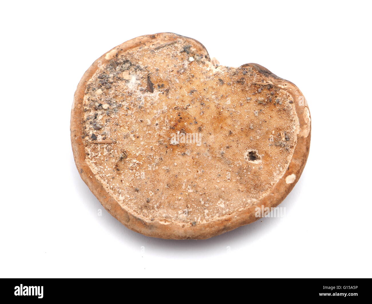 Polypore Pilz auf weißem Hintergrund Stockfoto