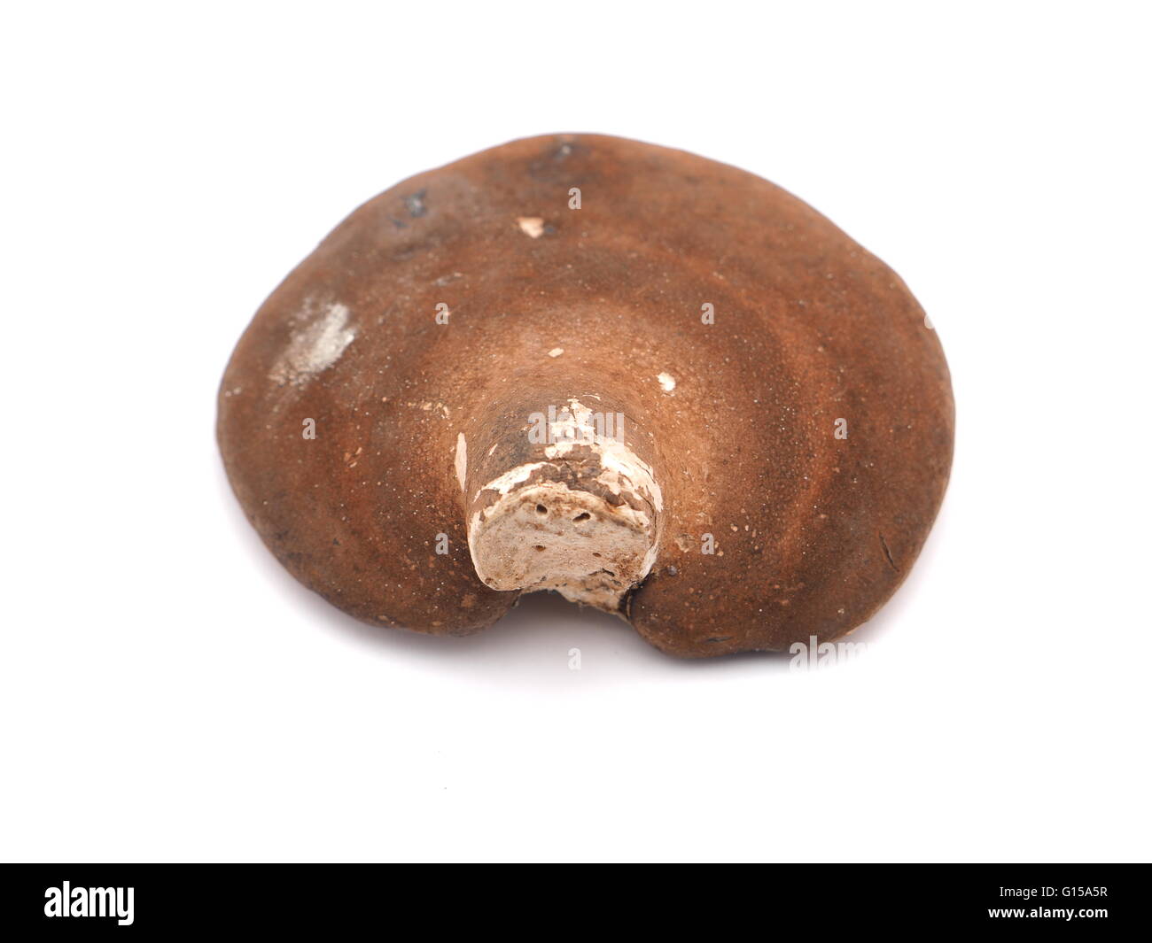 Polypore Pilz auf weißem Hintergrund Stockfoto