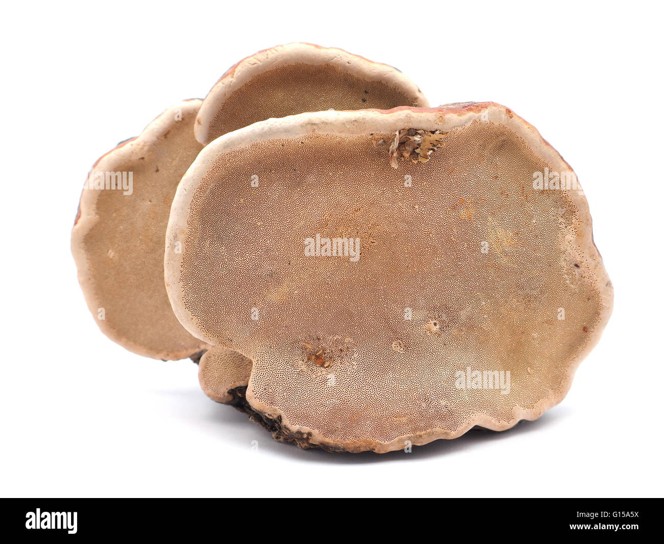 Polypore Pilz auf weißem Hintergrund Stockfoto