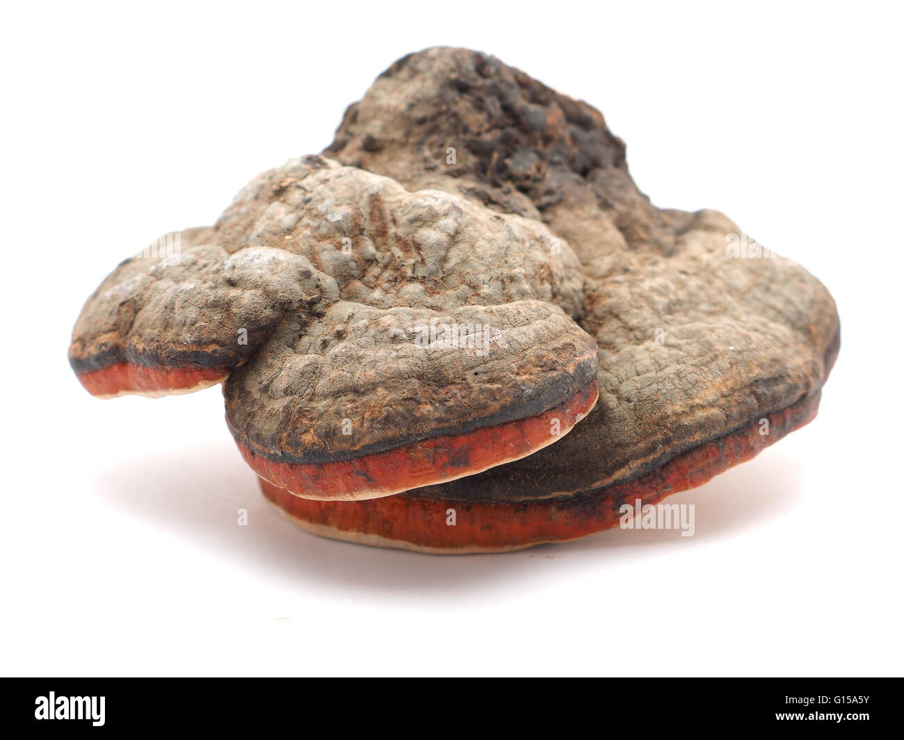 Polypore Pilz auf weißem Hintergrund Stockfoto