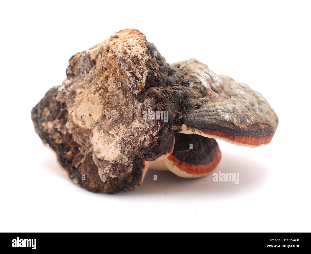 Polypore Pilz auf weißem Hintergrund Stockfoto